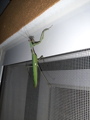 Sphodromantis viridis