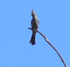 Phainopepla nitens