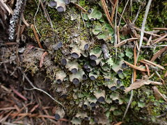 Peltigera venosa