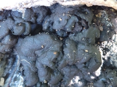 Kretzschmaria deusta