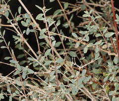 Symphoricarpos longiflorus