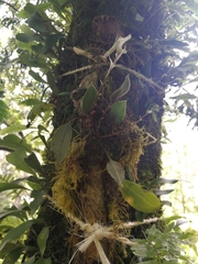 Lepanthes troxis