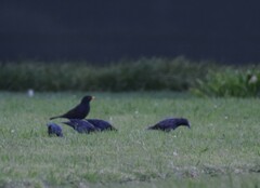 Sturnus unicolor