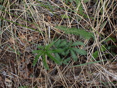 Potentilla gracilis
