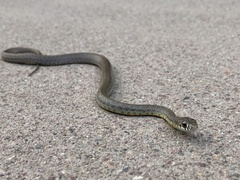 Coluber constrictor mormon