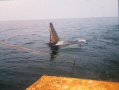 Orcinus orca