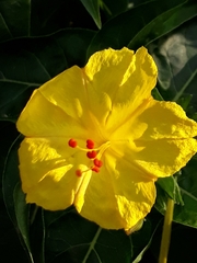 Mirabilis jalapa