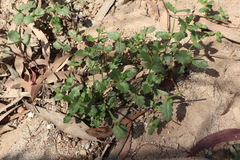 Goodenia rotundifolia