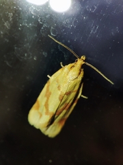Clepsis pallidana