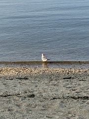 Laridae