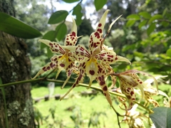 Oncidium gloriosum