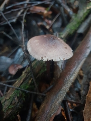 Entoloma readiae