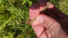 Schoenoplectus pungens