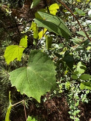 Vitis rotundifolia