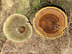 Phaeolus