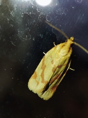 Clepsis pallidana
