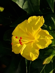 Mirabilis jalapa