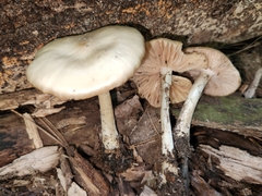 Entoloma