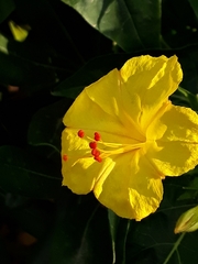 Mirabilis jalapa