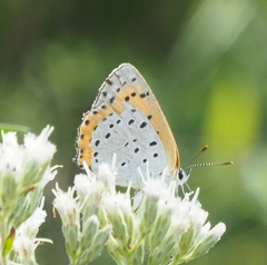 Tharsalea hyllus