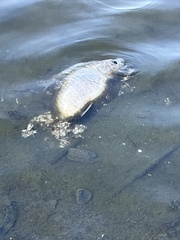 Cyprinus carpio