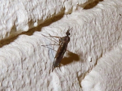 Sylvicola