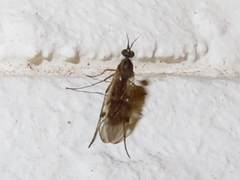 Sylvicola