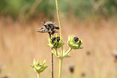 Silphium integrifolium