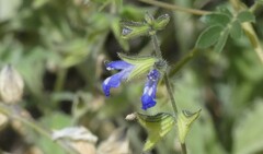 Salvia subincisa
