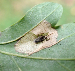 Phyllonorycter quercifoliella