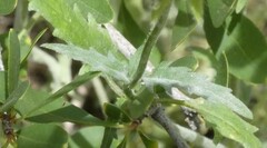 Salvia subincisa