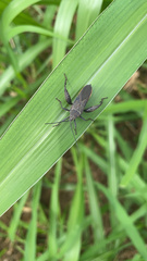 Physomerus grossipes