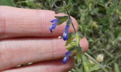 Salvia subincisa