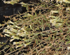 Brickellia microphylla