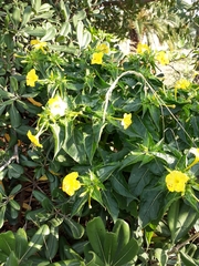 Mirabilis jalapa