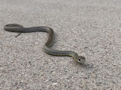 Coluber constrictor mormon