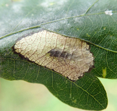 Phyllonorycter quercifoliella