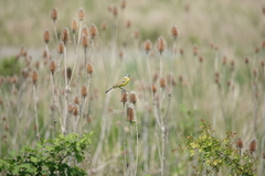 Motacilla flava flava