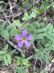 Oxalis drummondii