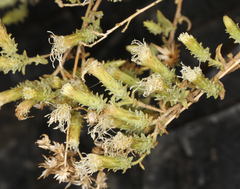 Brickellia microphylla