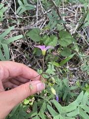 Oxalis drummondii