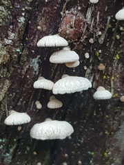 Panellus