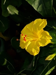 Mirabilis jalapa