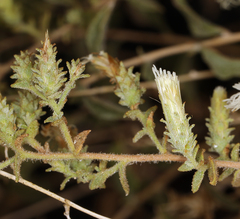 Brickellia microphylla