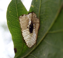 Phyllonorycter quercifoliella