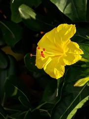 Mirabilis jalapa