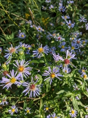 Symphyotrichum prenanthoides