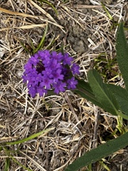 Verbena rigida