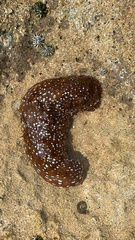 Actinopyga varians