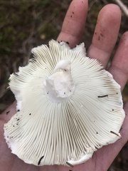 Russula delica